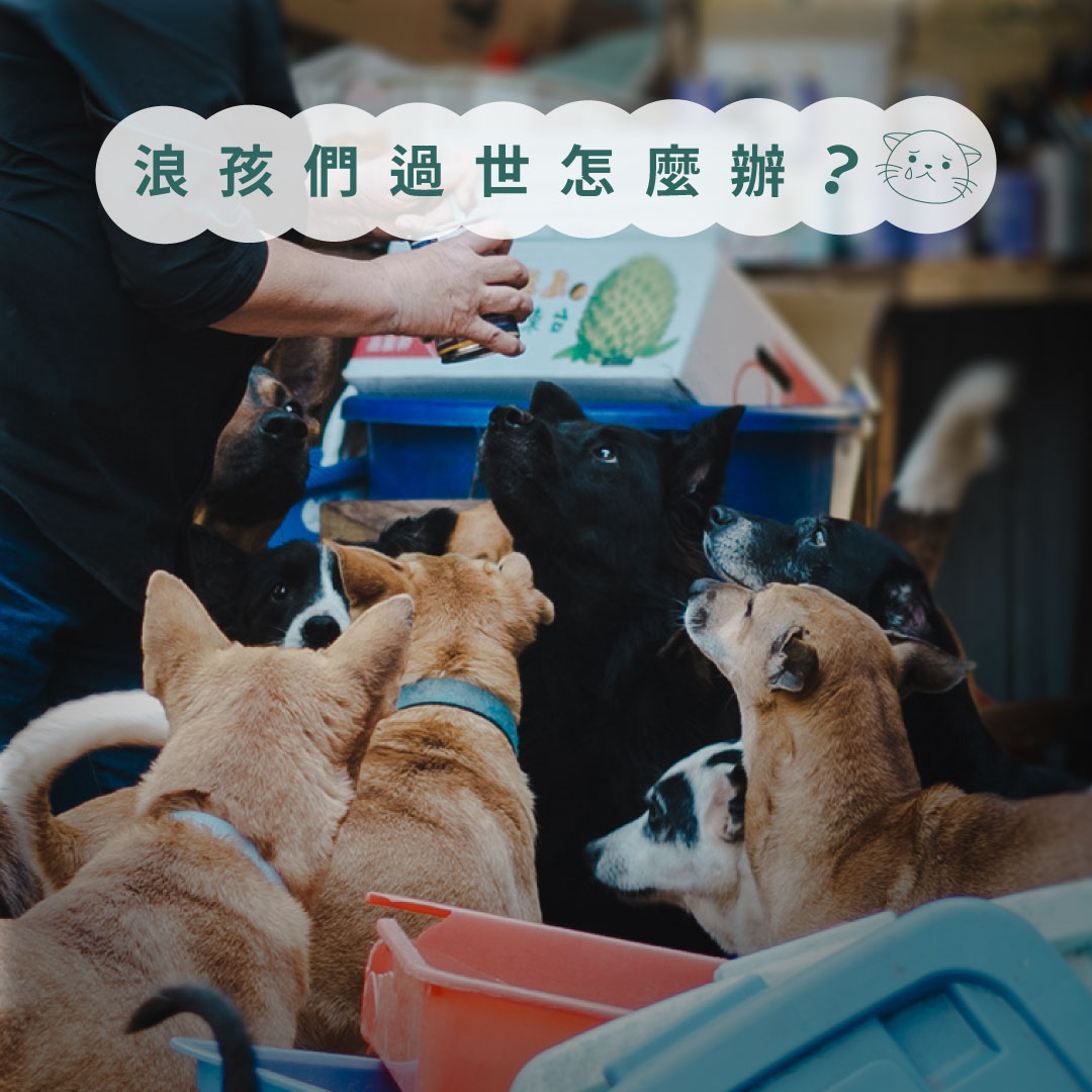 收容所公益送行計畫，浪孩們過世怎麼辦？